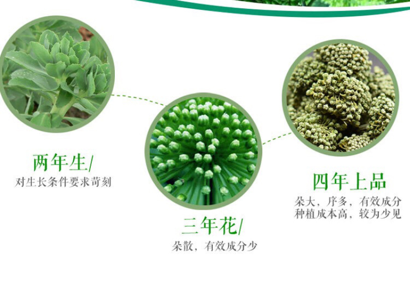 云南文山三七花田七花三年四年花新三七花地摊销售批发