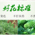 云南文山三七花田七花三年四年花新三七花地摊销售批发