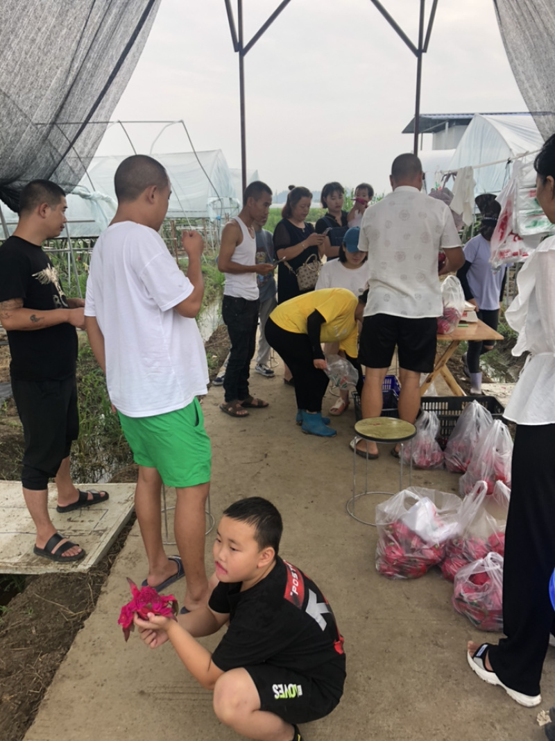四川德阳市黄许红心火龙果批发批发！量大价格可商量