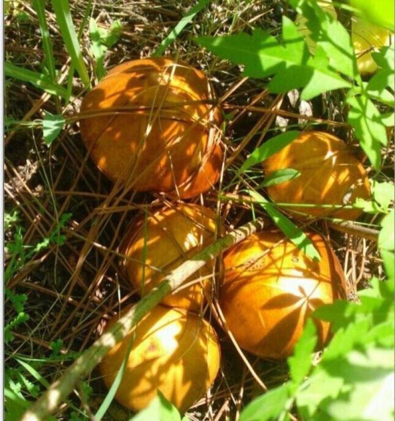 东北野生干松蘑品质品制
