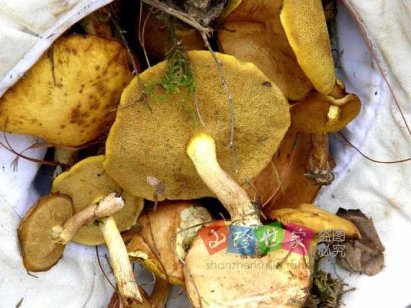 东北野生干松蘑品质品制