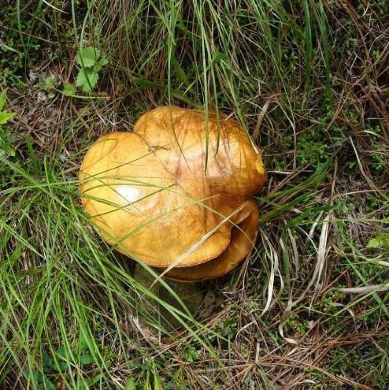 东北野生干松蘑品质品制