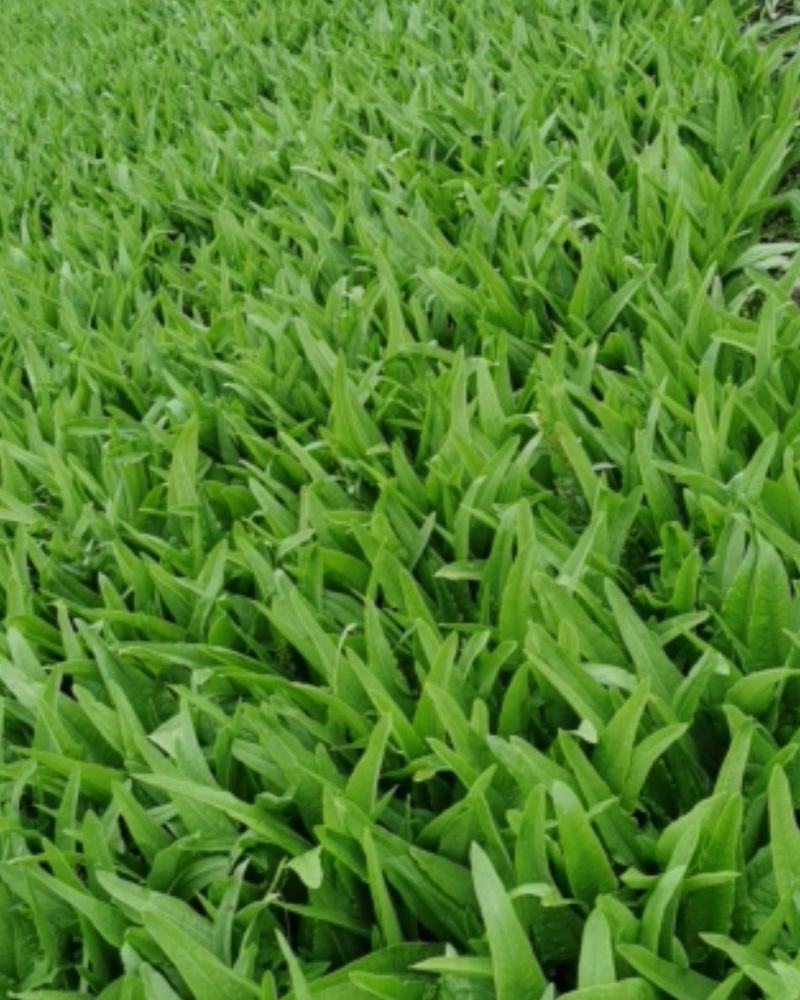 欢迎全国各地的朋友选购，油麦菜
