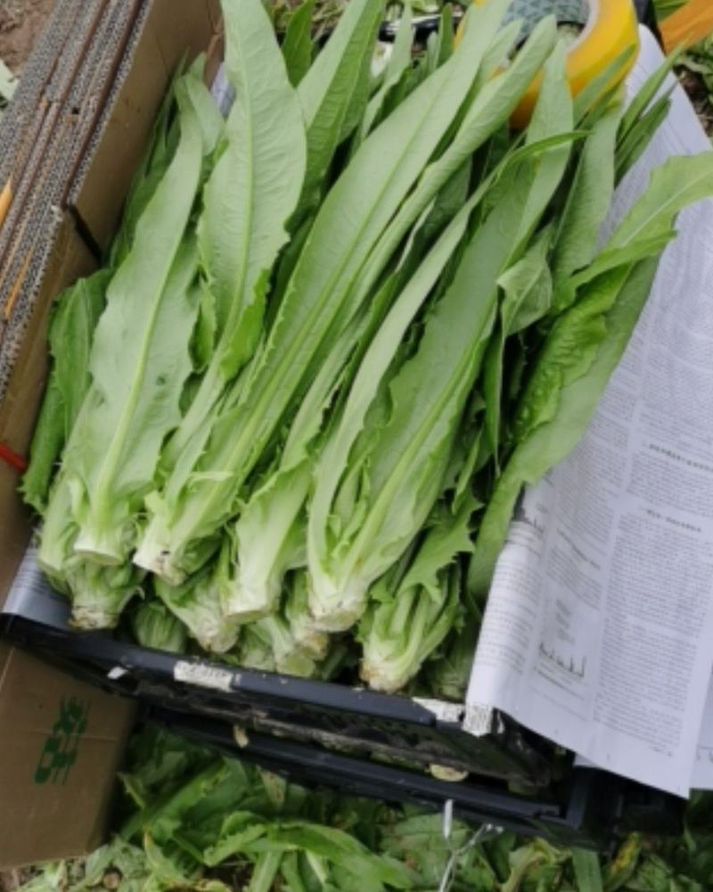 欢迎全国各地的朋友选购，油麦菜