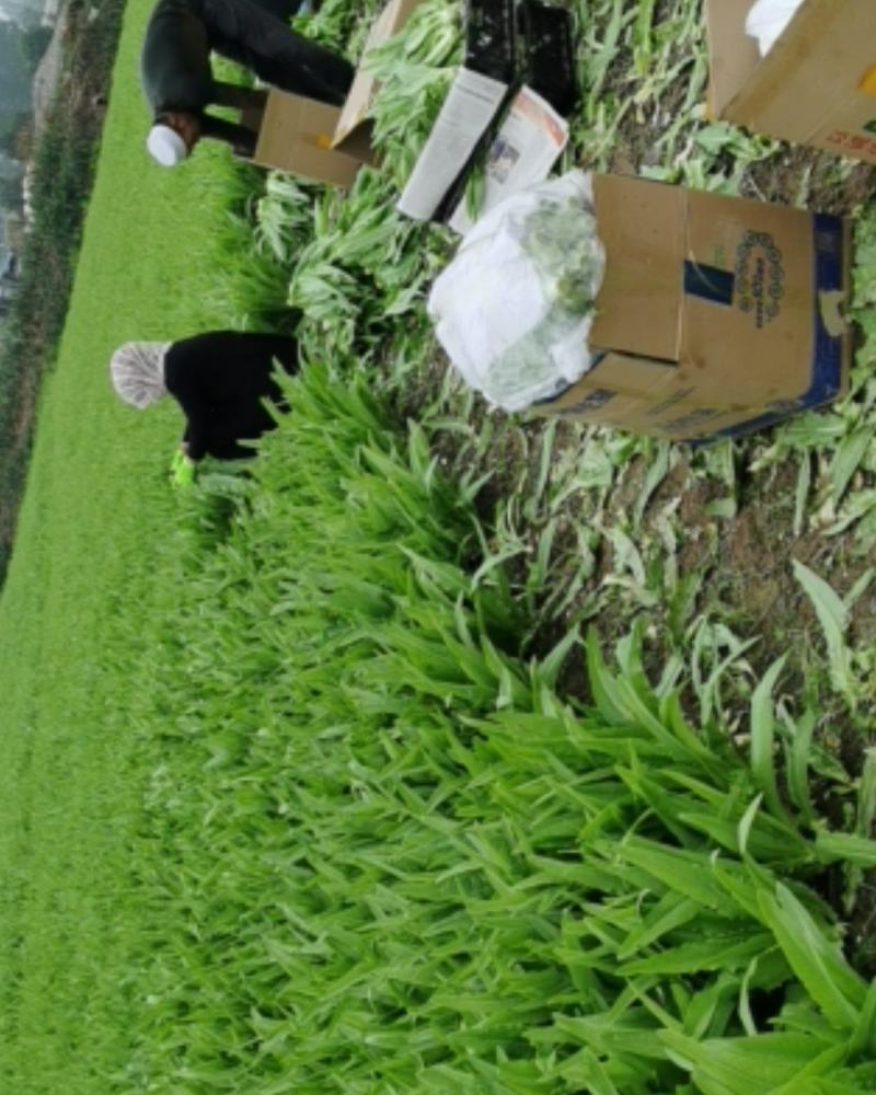 欢迎全国各地的朋友选购，油麦菜