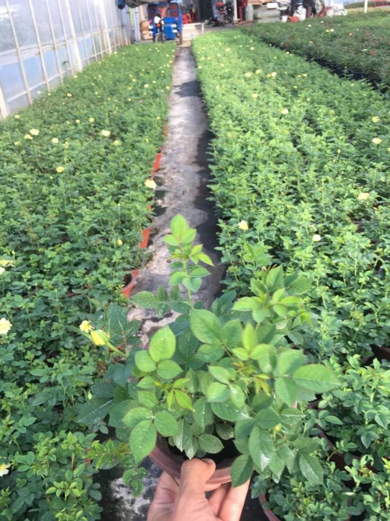 水王星月季花苗盆栽阳台花卉观花植物多季开花紫色微月欧月