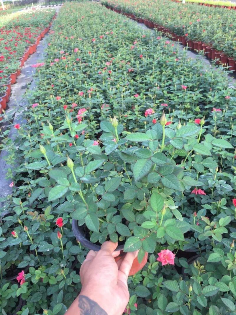 水王星月季花苗盆栽阳台花卉观花植物多季开花紫色微月欧月