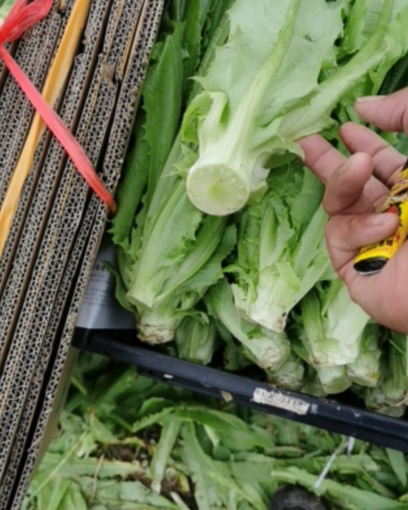 欢迎全国各地的朋友选购，油麦菜