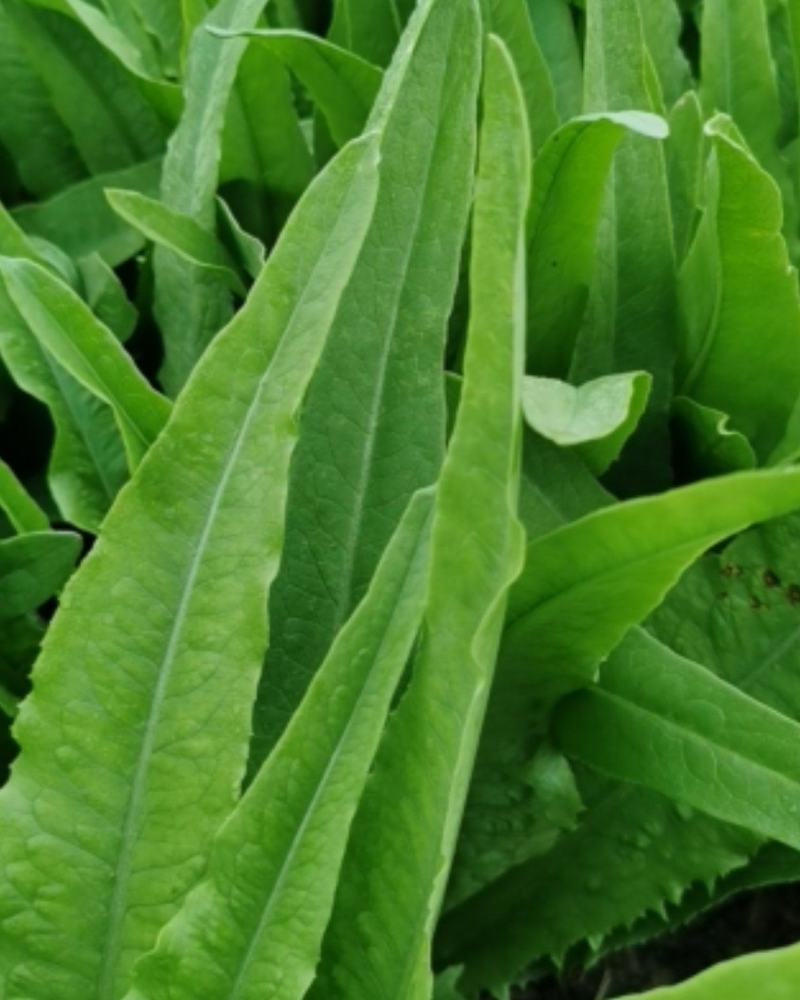 欢迎全国各地的朋友选购，油麦菜
