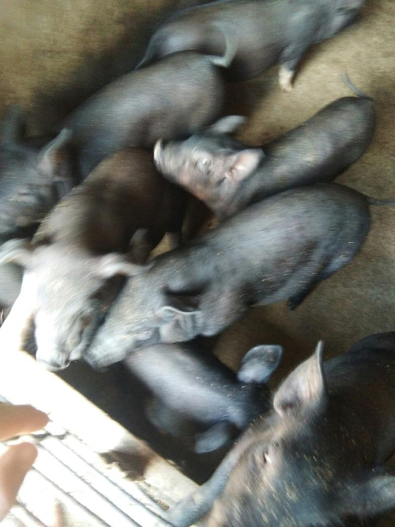 广西省北海市合浦县本地黑猪出售，猪靓，有老板需要联系。