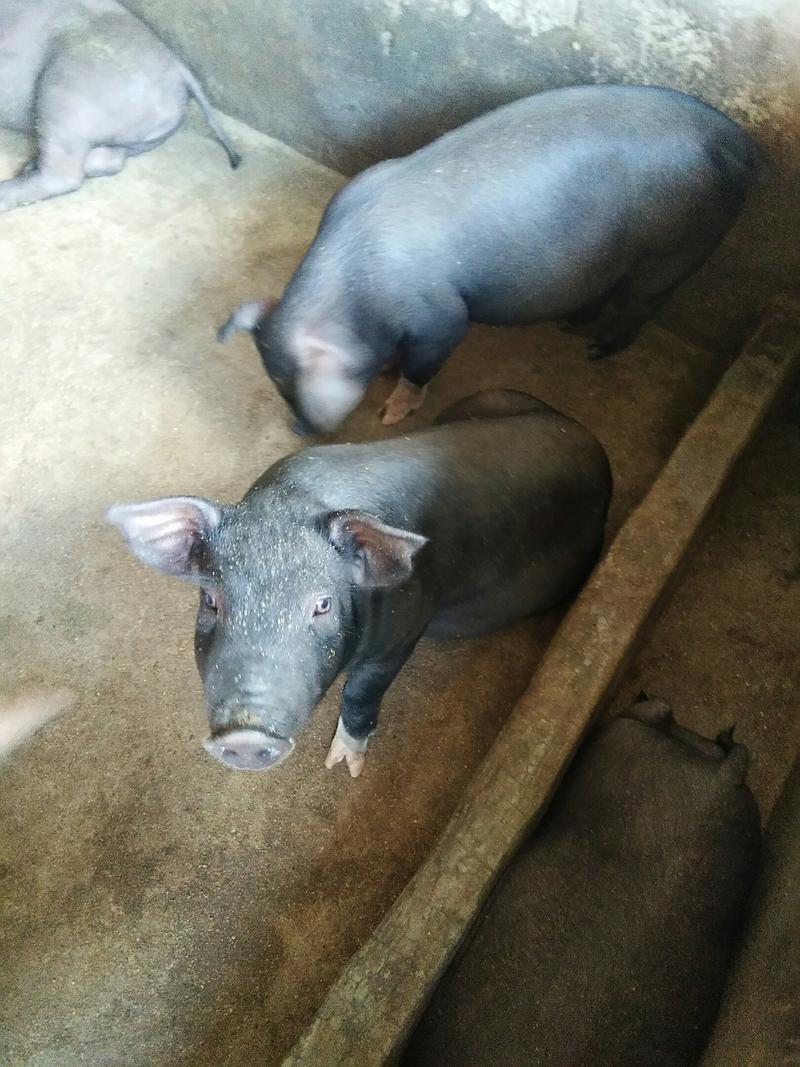 广西省北海市合浦县本地黑猪出售，猪靓，有老板需要联系。