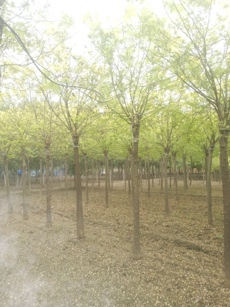 供应8-10公分金叶槐保质保量2/3年冠幅价格优惠