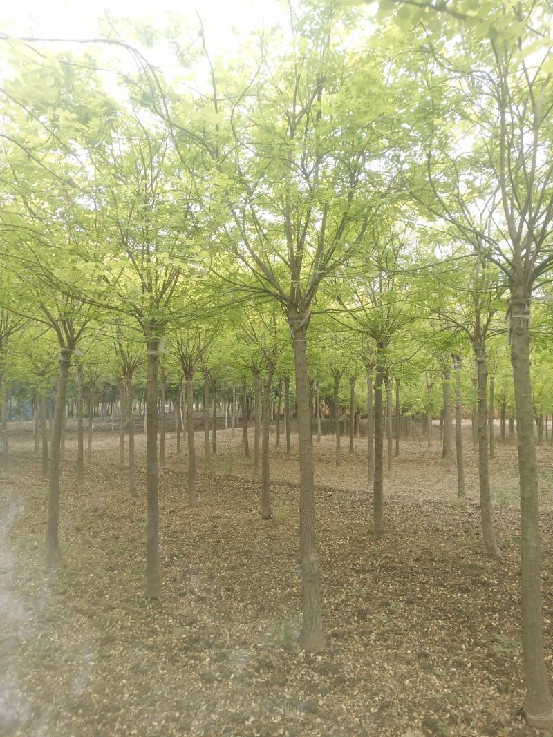 供应8-10公分金叶槐保质保量2/3年冠幅价格优惠
