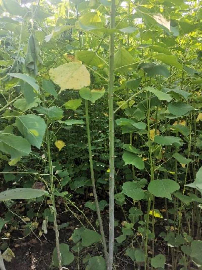河南省镇平县乌桕树苗，自产自销50万棵，