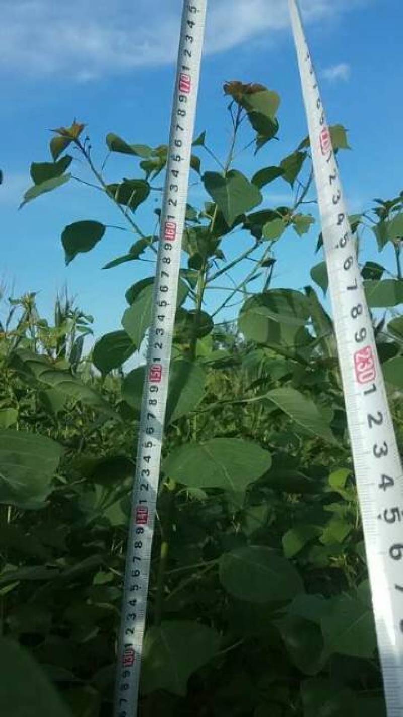 河南省镇平县乌桕树苗，自产自销50万棵，