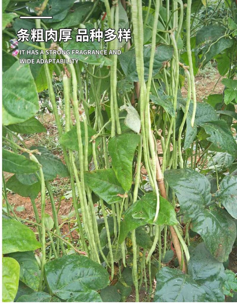 绿条特长豆角种籽四季播摘不败高产耐热易种白豇豆田园蔬菜子