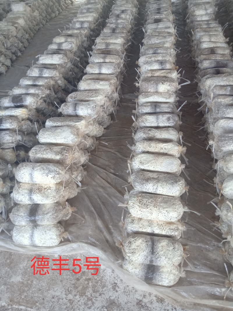 黑平菇原种，栽培种，中低温品种，转化率高，抗杂能力强
