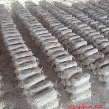 黑平菇原种，栽培种，中低温品种，转化率高，抗杂能力强