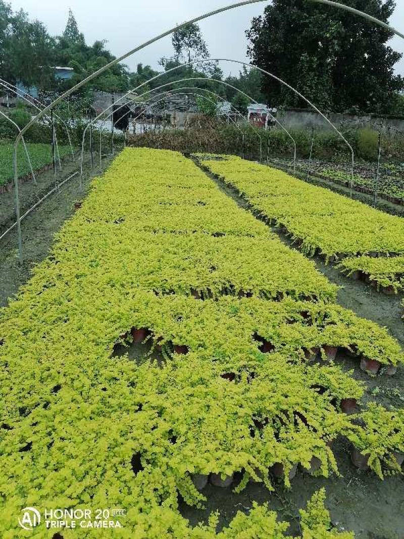 基地直发过路黄杯苗，一手货源，货源充足，可现场考察