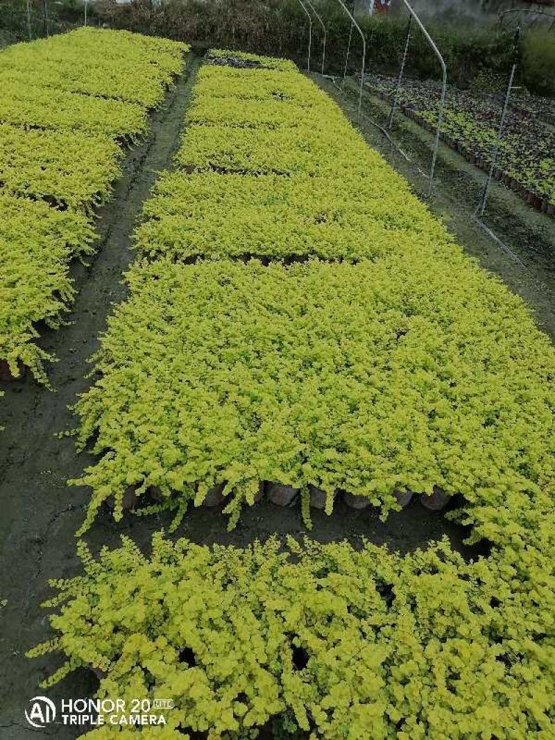 基地直发过路黄杯苗，一手货源，货源充足，可现场考察