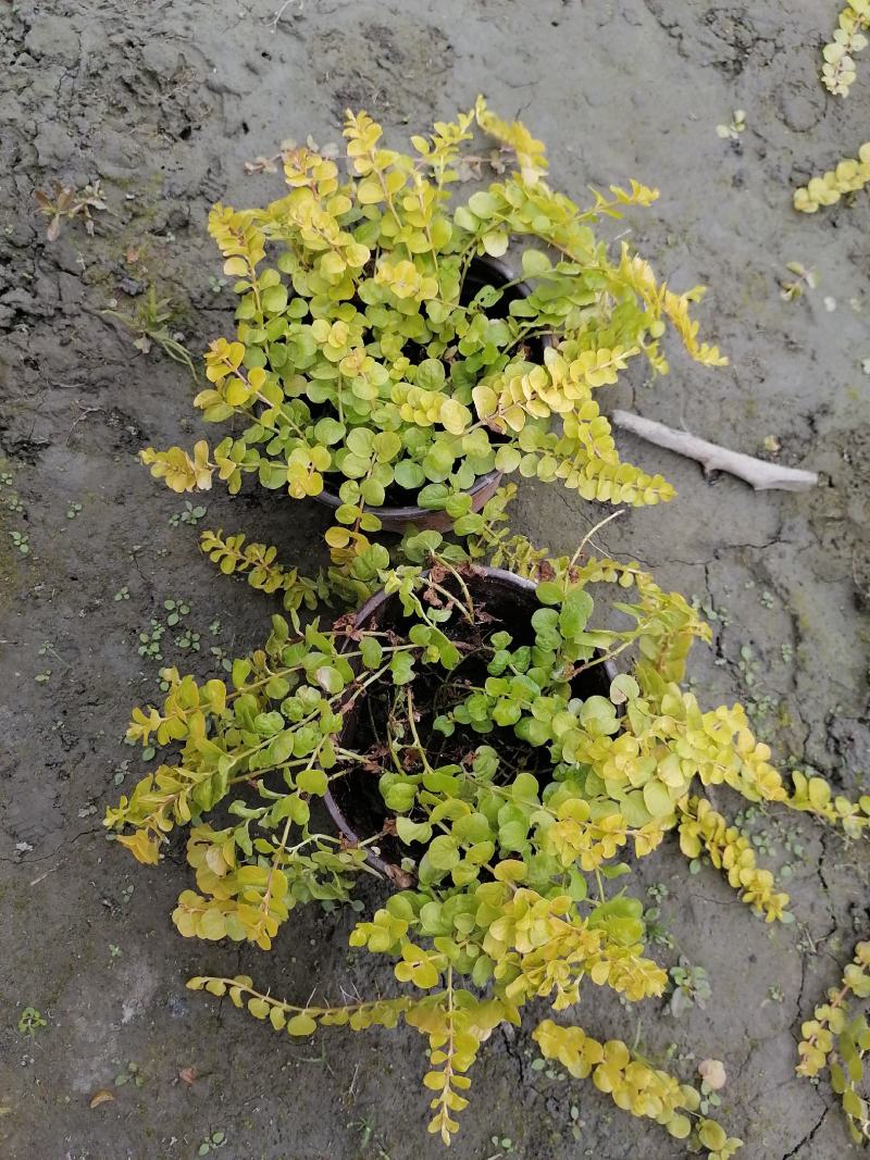 产地批发过路黄过路黄杯苗基地直销一手货源视频看货