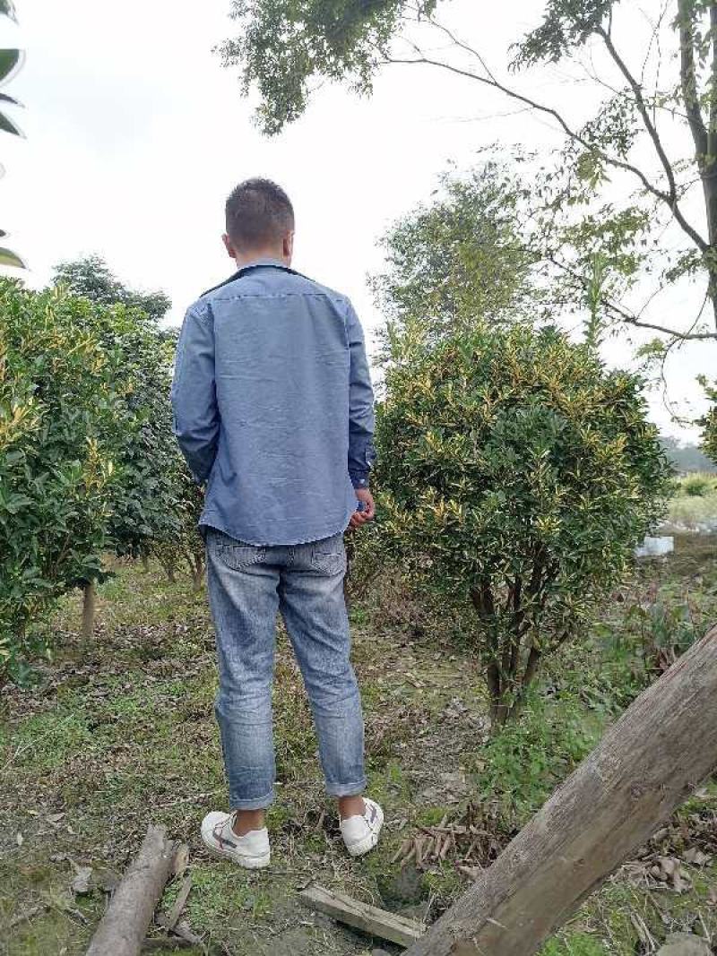直供金心黄杨笼子，金心黄杨毛球一手货源，保质保量。