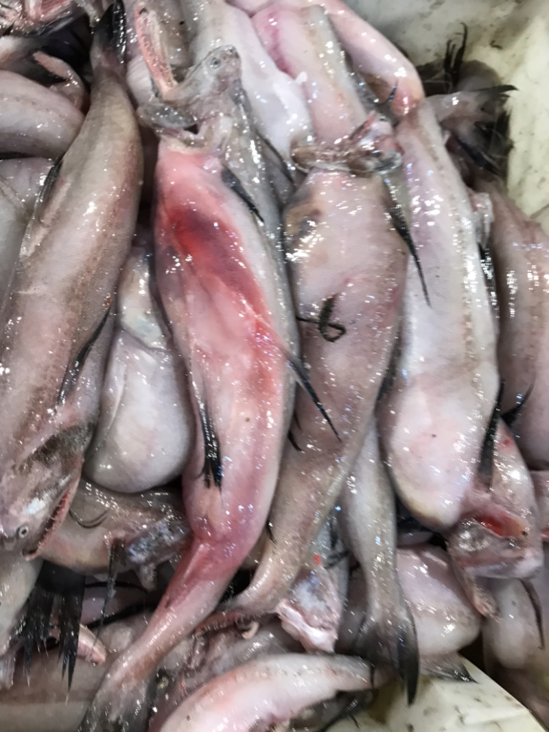 龙头鱼豆腐鱼棉花鱼冰冻发货九肚鱼水潺鱼不包运费耗材