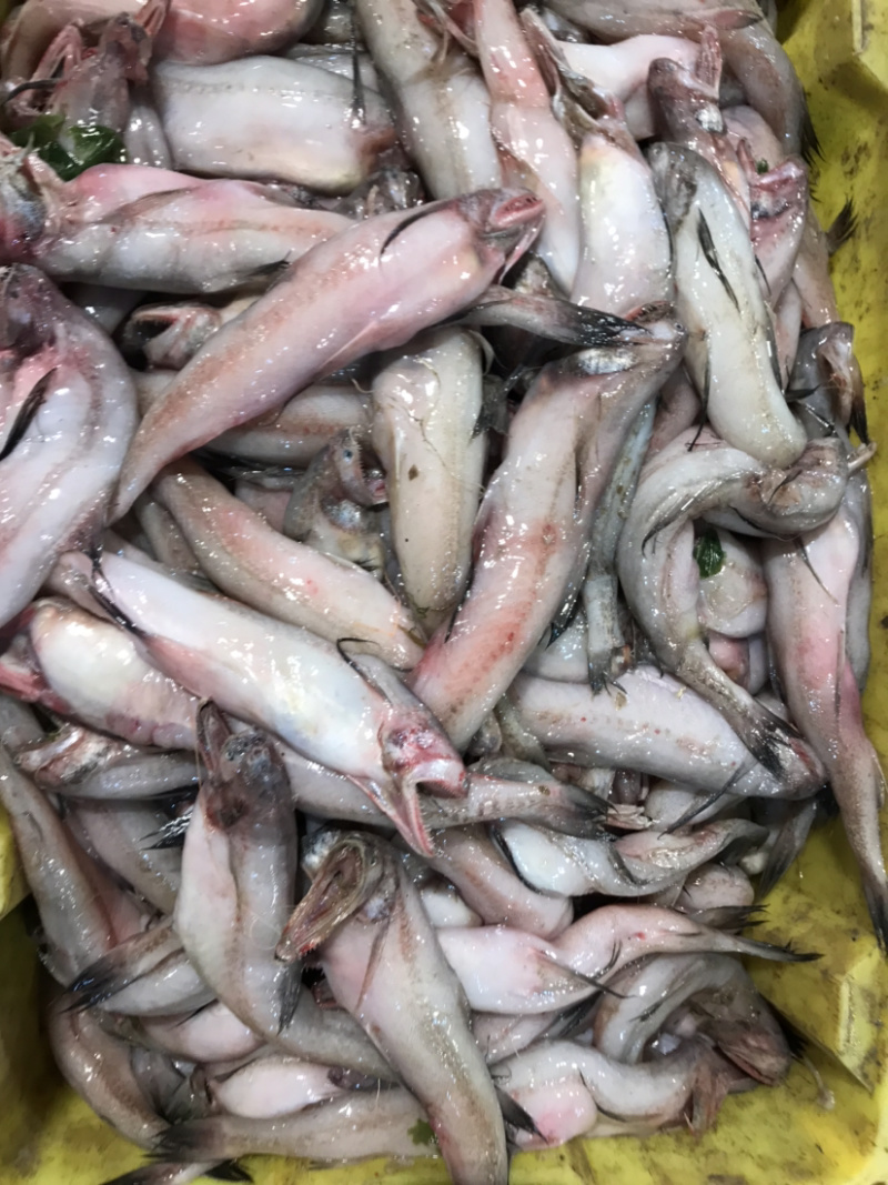 龙头鱼豆腐鱼棉花鱼冰冻发货九肚鱼水潺鱼不包运费耗材