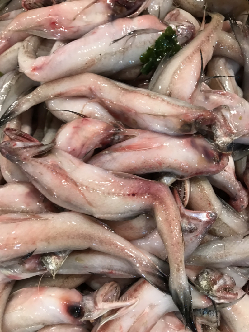 龙头鱼豆腐鱼棉花鱼冰冻发货九肚鱼水潺鱼不包运费耗材
