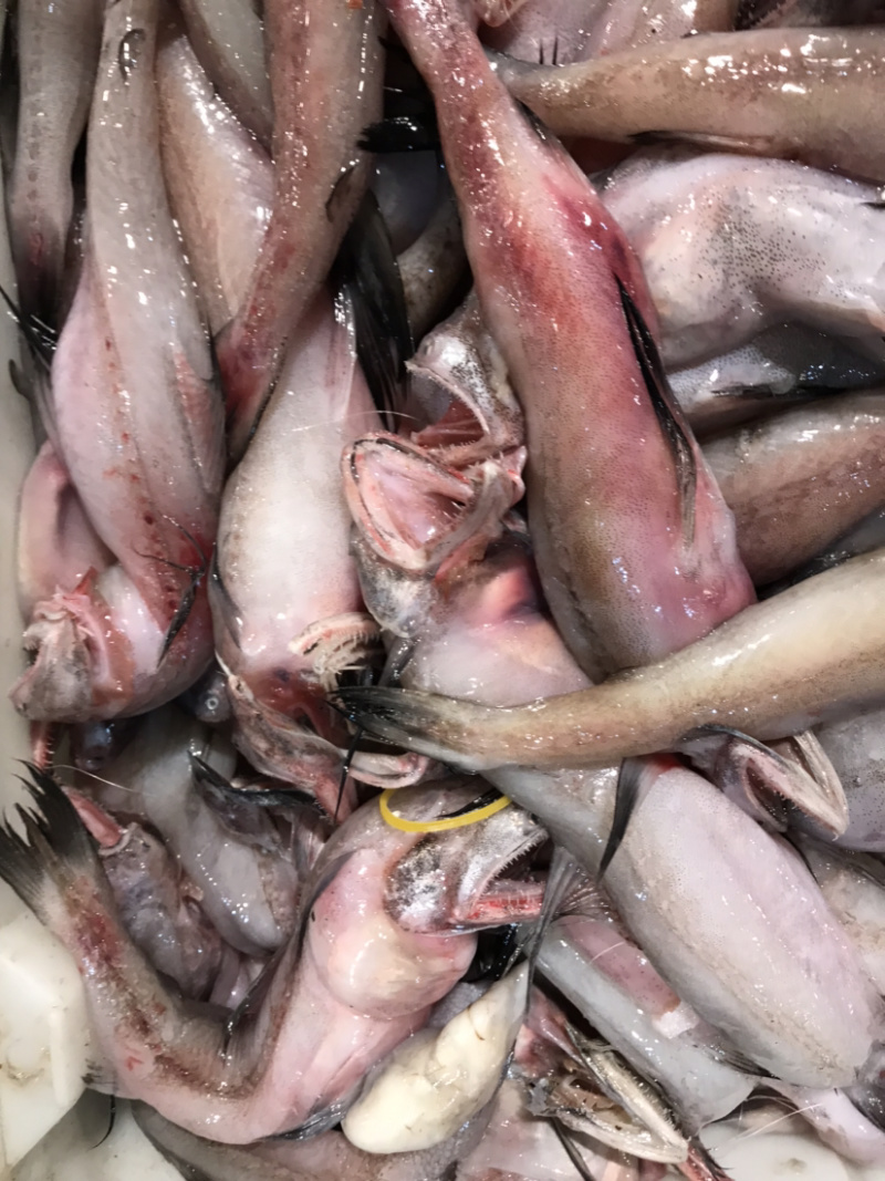 龙头鱼豆腐鱼棉花鱼冰冻发货九肚鱼水潺鱼不包运费耗材