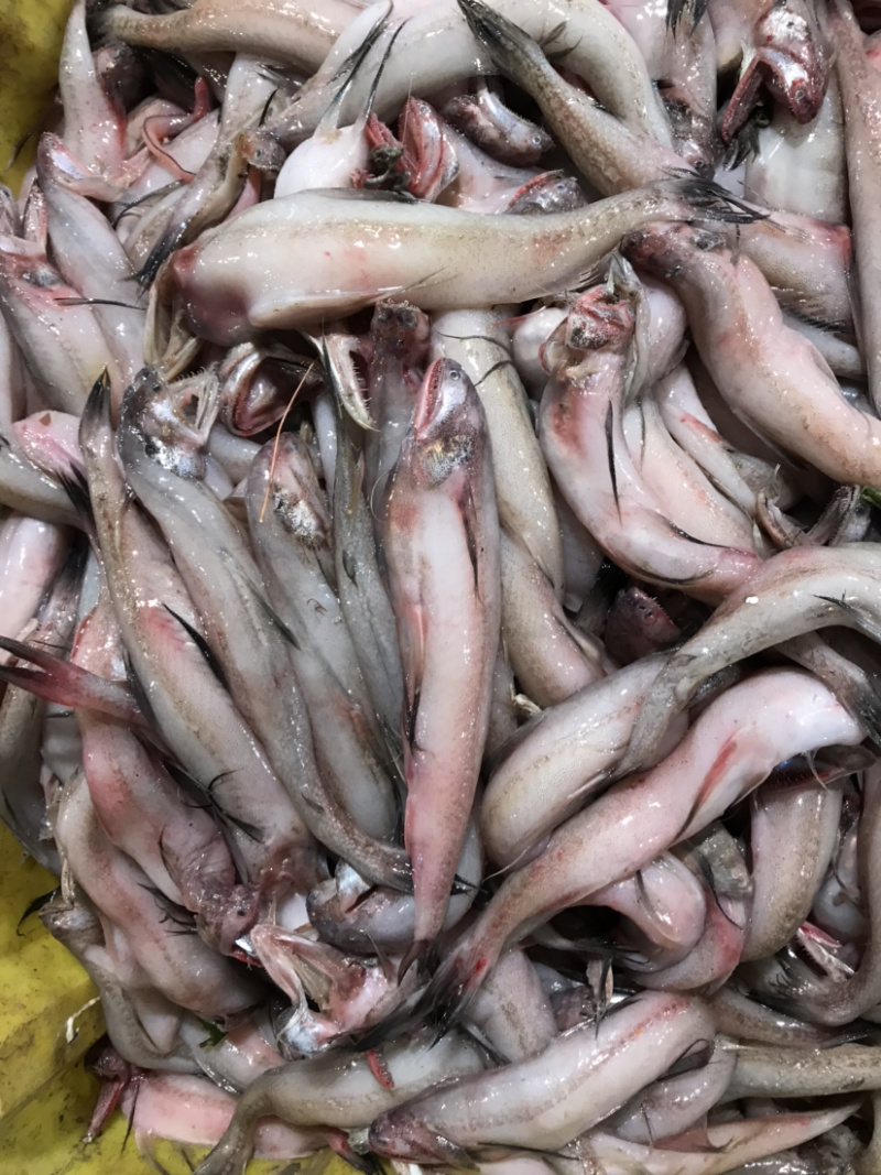 龙头鱼豆腐鱼棉花鱼冰冻发货九肚鱼水潺鱼不包运费耗材