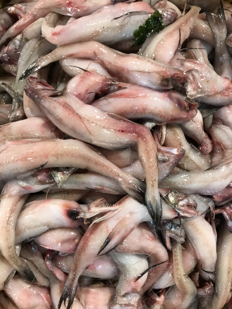 龙头鱼豆腐鱼棉花鱼冰冻发货九肚鱼水潺鱼不包运费耗材