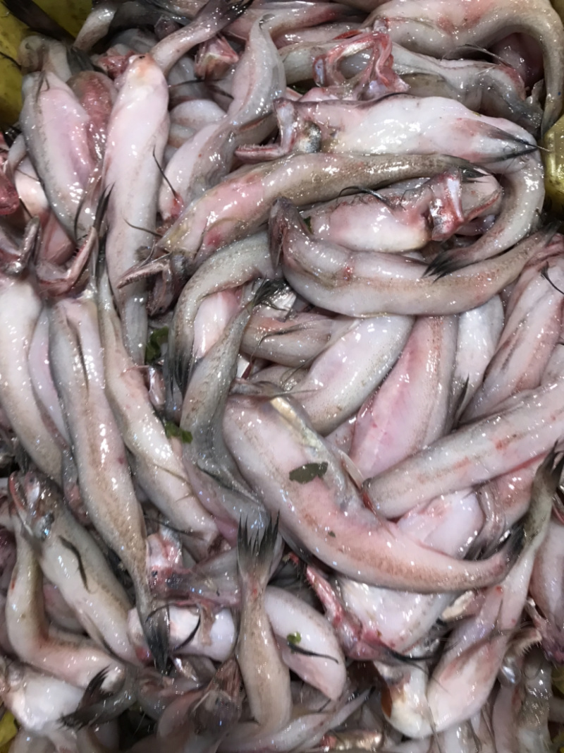 龙头鱼豆腐鱼棉花鱼冰冻发货九肚鱼水潺鱼不包运费耗材