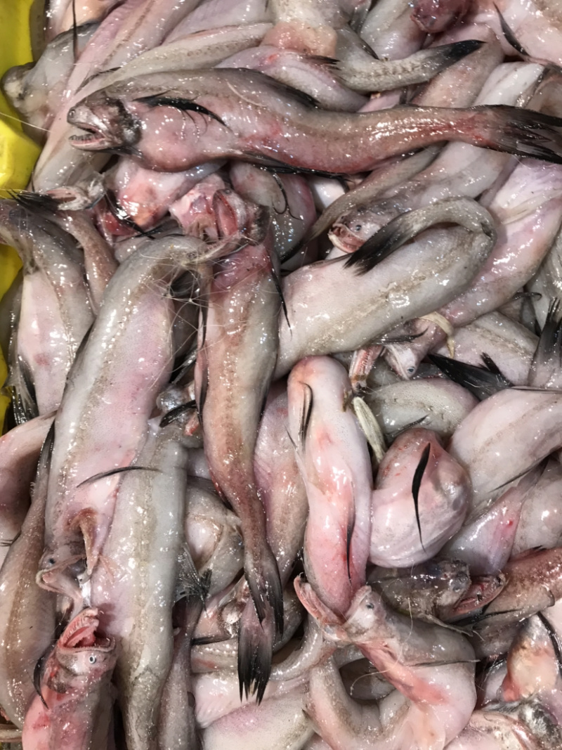 龙头鱼豆腐鱼棉花鱼冰冻发货九肚鱼水潺鱼不包运费耗材