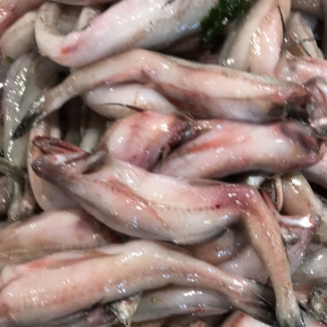 龙头鱼豆腐鱼棉花鱼冰冻发货九肚鱼水潺鱼不包运费耗材