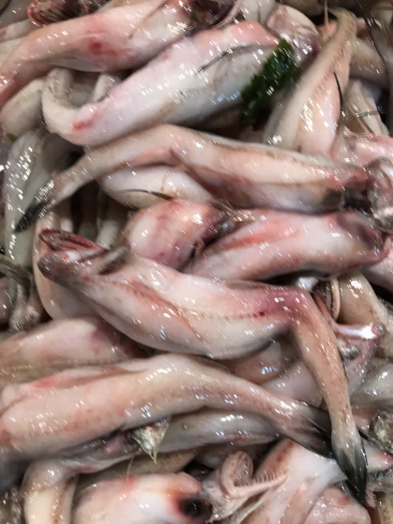 龙头鱼豆腐鱼棉花鱼冰冻发货九肚鱼水潺鱼不包运费耗材