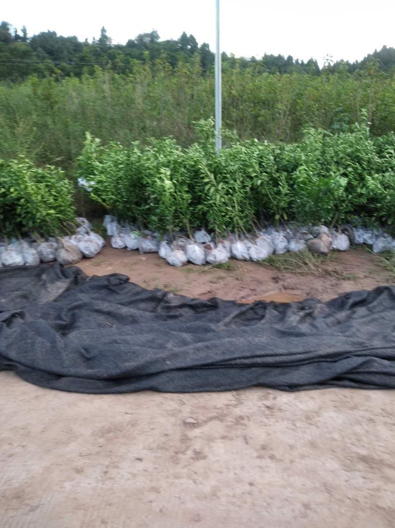 优质春见耙耙柑树苗公分苗红桔砧春见苗可开产地检疫证