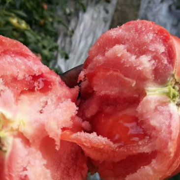 口感西红柿苗普罗旺斯番茄苗铁皮柿子大小果草莓西红柿苗