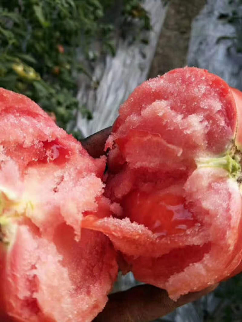 口感西红柿苗普罗旺斯番茄苗铁皮柿子大小果草莓西红柿苗