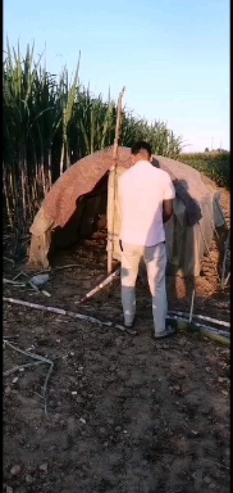 甘蔗，甜，高两米左右，四到五公分