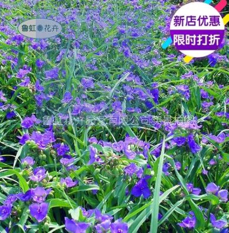 紫露草花盆栽苗多年生宿根花卉耐寒耐热花期长