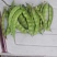 东北头茬王八蛋豆角，嘎嘎板正油豆角基地直发保质保量
