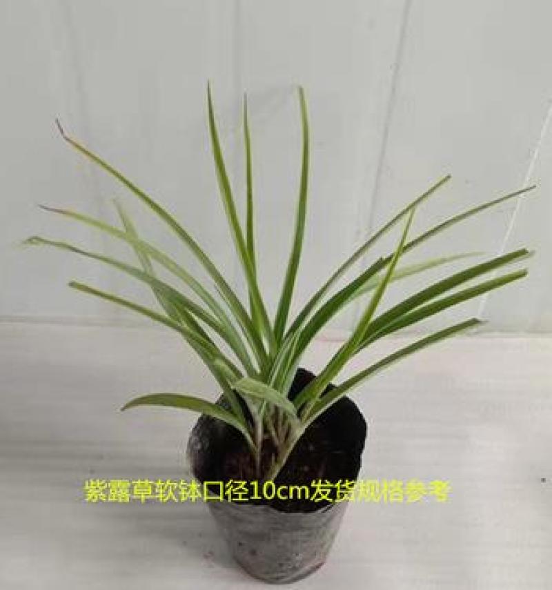 紫露草花盆栽苗多年生宿根花卉耐寒耐热花期长