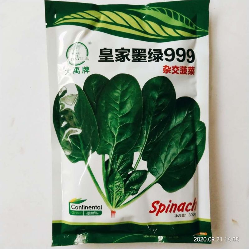 菠菜种子进口品阿拉斯加，雷蒙菠菜种子种子