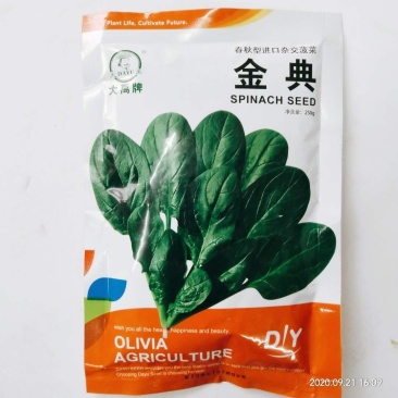 菠菜种子一代杂交菠菜种子春秋播种丹麦种子
