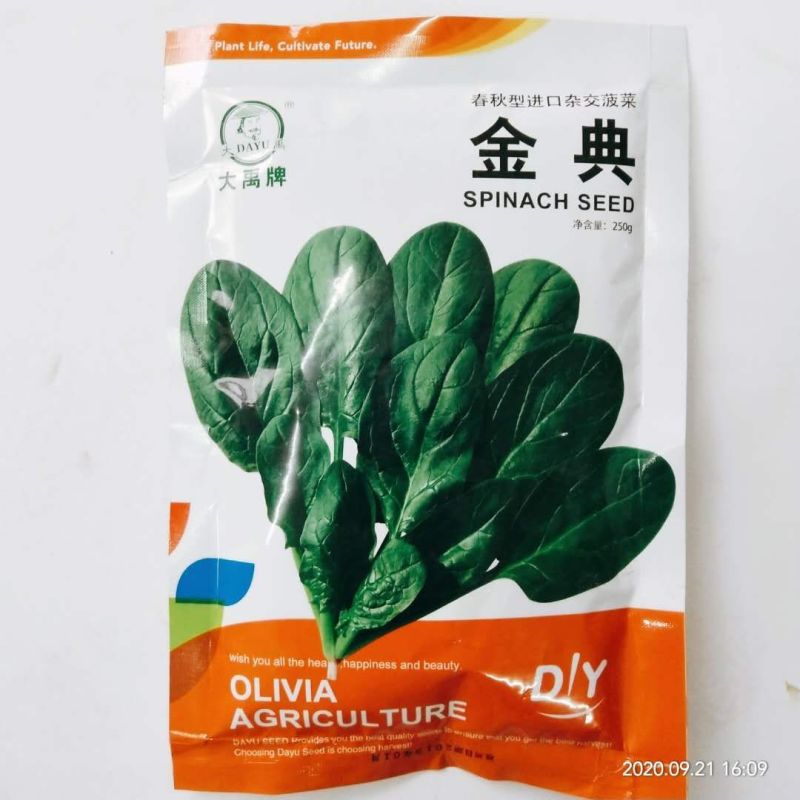 菠菜种子一代杂交菠菜种子春秋播种丹麦种子