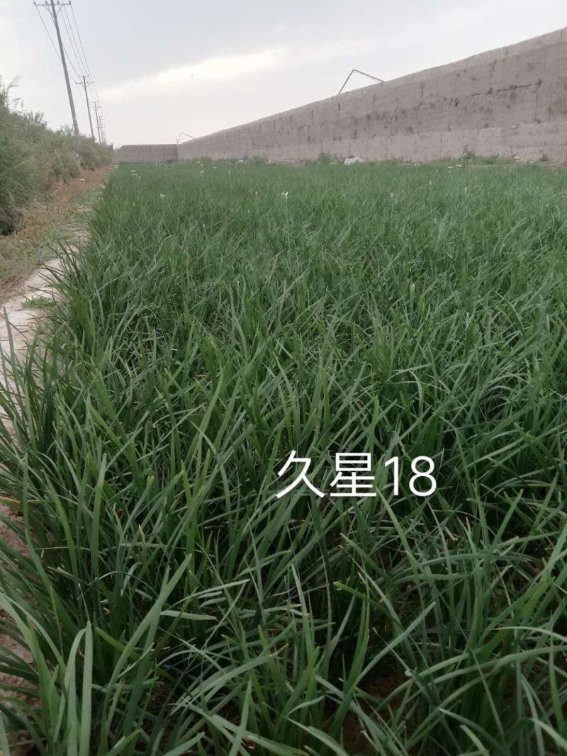 韭菜种子，久星16久星18/冬季不休眠品种种子