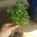 鲜花绿植碰碰香花卉桌面办公室盆栽植物薄荷花苗一抹香驱虫包