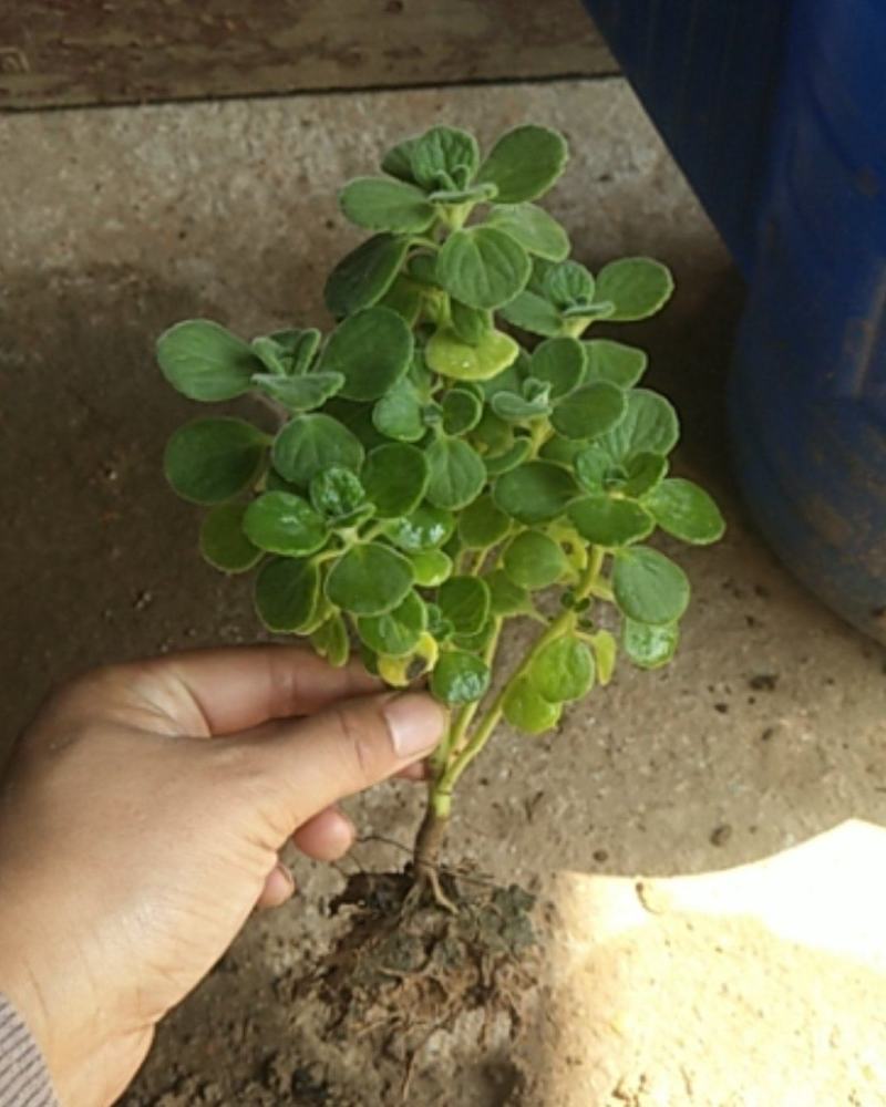 鲜花绿植碰碰香花卉桌面办公室盆栽植物薄荷花苗一抹香驱虫包