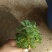 鲜花绿植碰碰香花卉桌面办公室盆栽植物薄荷花苗一抹香驱虫包